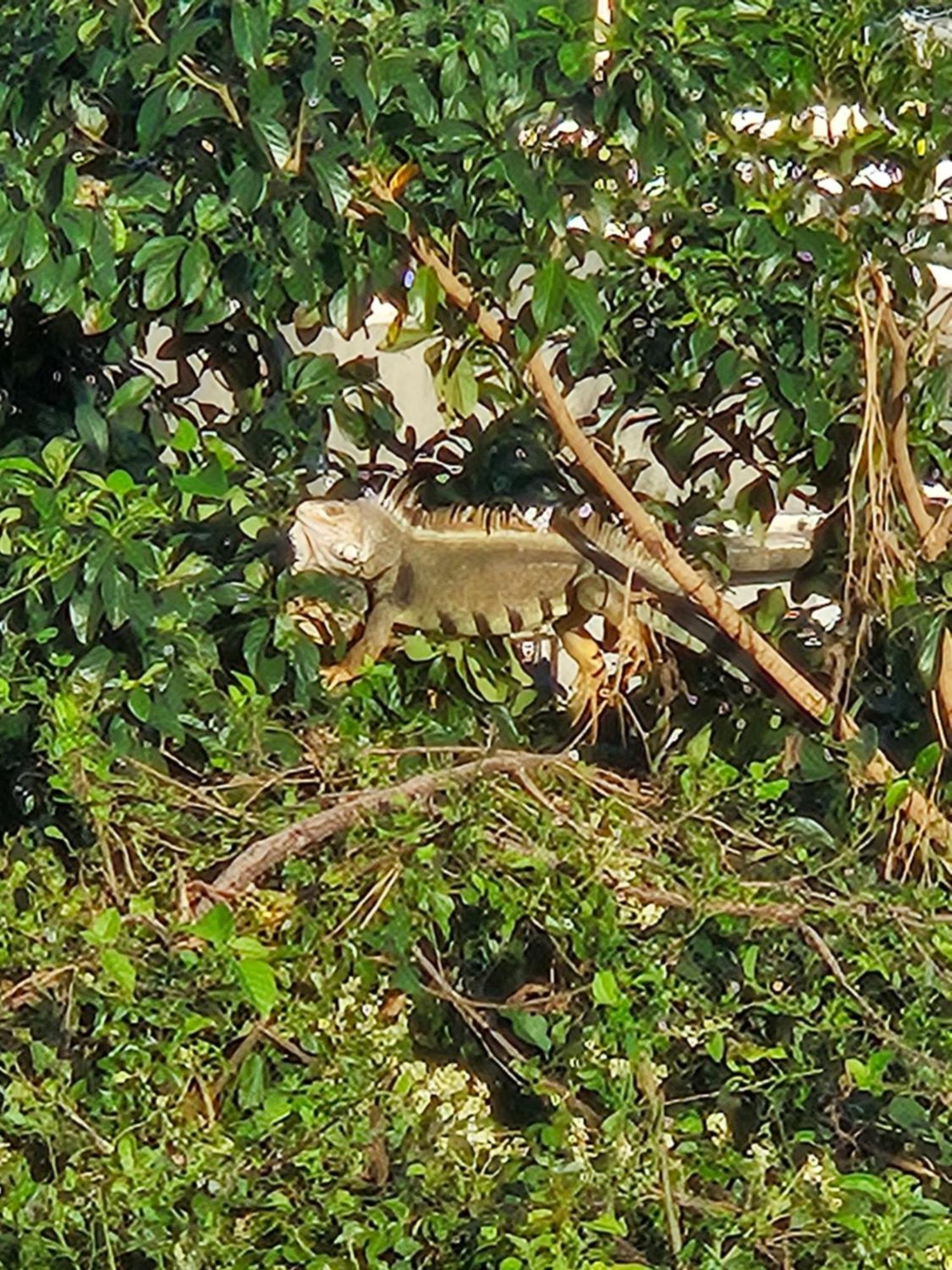 Villa Casa Aramana Vieques Exterior foto